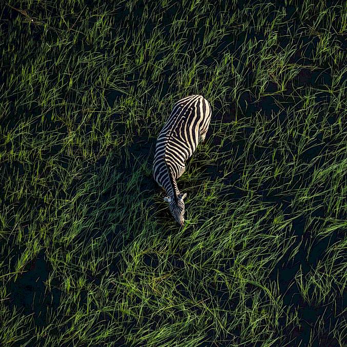 Grosses Bild: Jedes Jahr, wenn der Sommerregen einsetzt, wandern zehntausende Zebras aus dem Norden Botswanas ins Landesinnere. © Neil Aldridge
