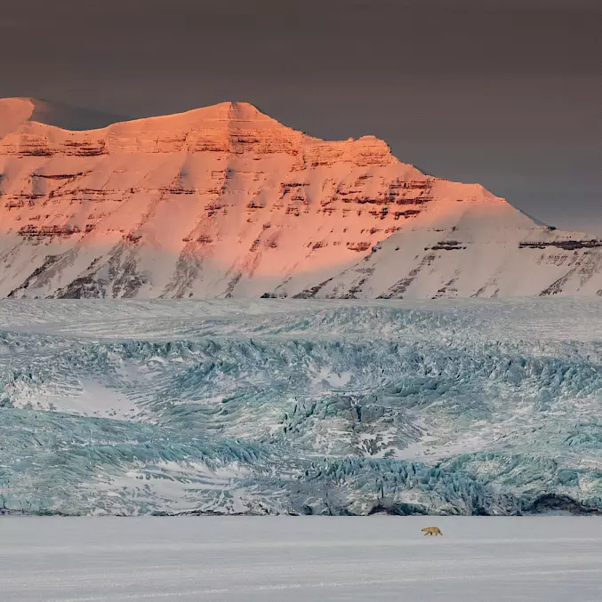 Ein Eisbär jagt im Frühjahr auf einem zugefrorenen Fjord in West Svalbard (Norwegen) nach Robben. © Marco Gaiotti