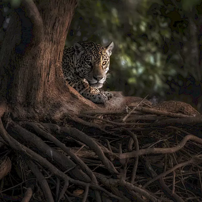 Grosses Bild: Der seltene Jaguar wurde in Pantanal, Brasilien fotografiert (2023). © Marco Gaiotti