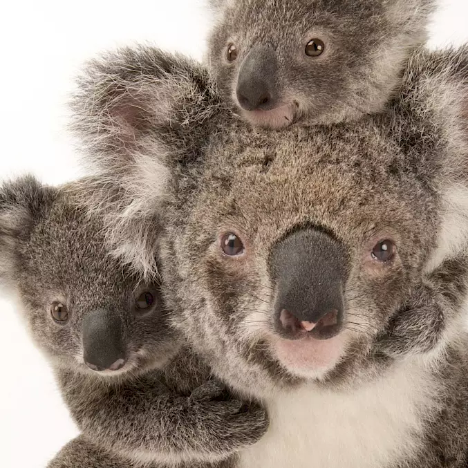 Grosses Bild: Gefährdete Koalas im Australia Zoo Wildlife Hospital. © Joel Sartore | Photo Ark