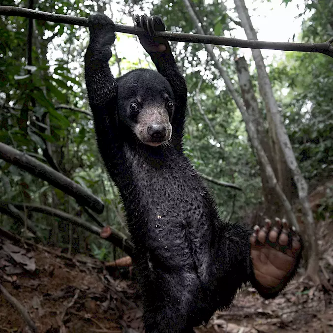 Malaienbären sind vom Aussterben bedroht. In der BOS-Rettungsstation Samboja Lestari finden verletzte, traumatisierte Tiere Zuflucht und Schutz. © Aaron Gekoski