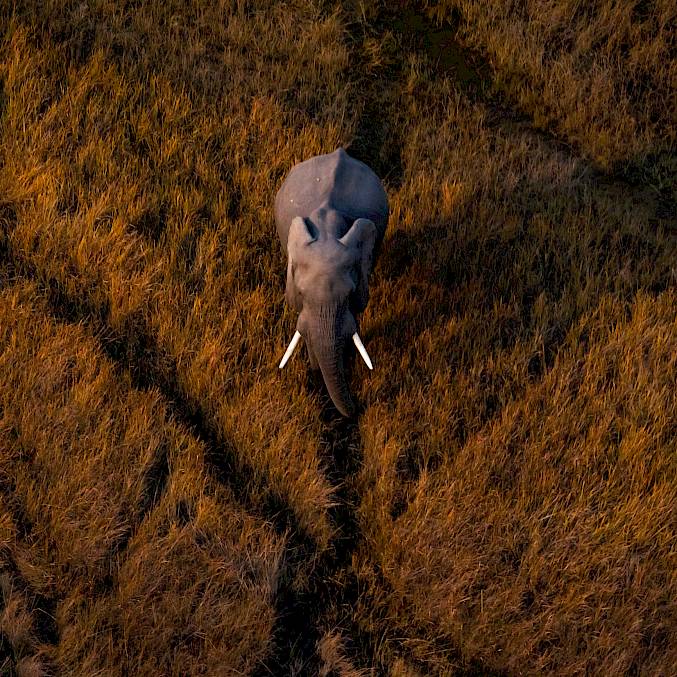 Grosses Bild: Elefant im Okavango-Delta in Botswana. © Neil Aldridge