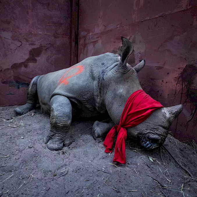 Ein junges Breitmaulnashorn, betäubt und mit verbundenen Augen, wird von Südafrika nach Botswana umgesiedelt. © Neil Aldridge