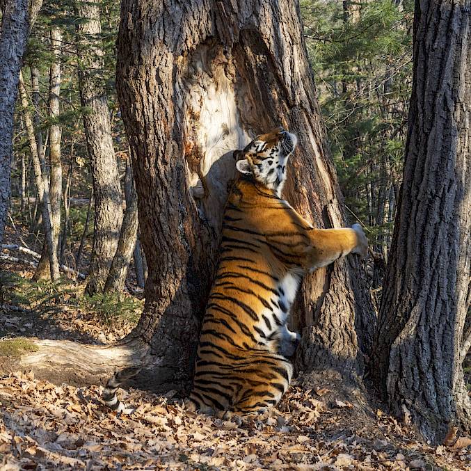 Ein stark bedrohter Sibirischer Tiger in Russland tauscht per Duftmarke lebenswichtige Informationen aus. © Sergey Gorshkov 2019