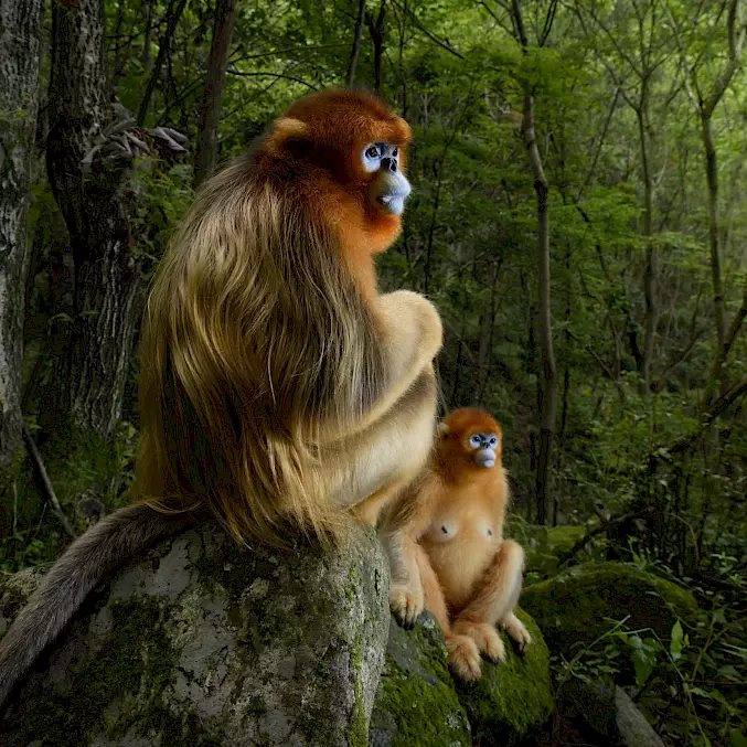 Zwei männliche Goldstumpfnasenaffen, fotografiert in Shaanxi, China (2015). © Marsel van Oosten | www. squiver.com