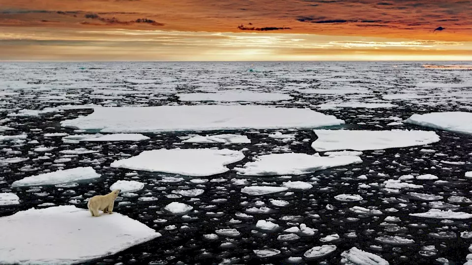 Ein Eisbär in der Arktis