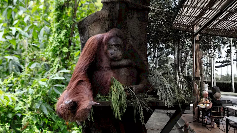 Ein Orang-Utan halb im Wald, halb in einem Café