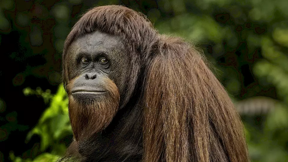 Orang-Utan Fani in der BOS-Rettungsstation