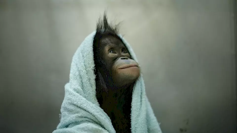 Ein kleiner Orang-Utan mit Handtuch über dem Kopf