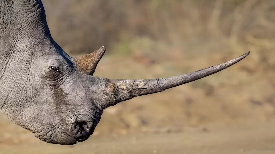 Nashorn mit zwei Hörnern in der Steppe.