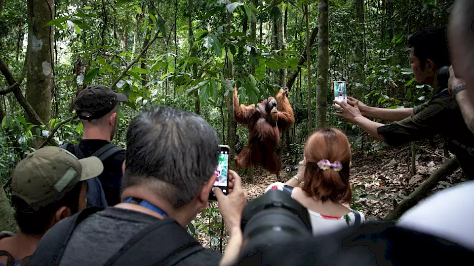 Orang-Utan im Hintergrund, vorne zahlreiche Fotografinnen