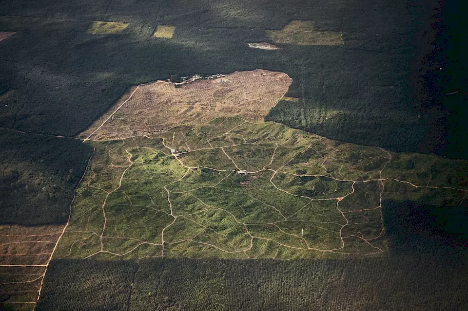 Luftaufnahme von einem Wald auf Borneo