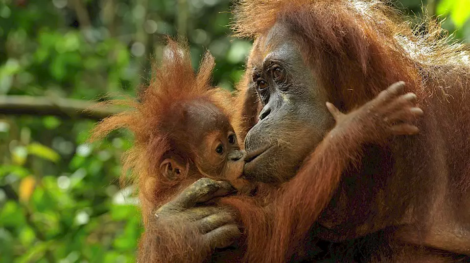 Eine Orang-Utan-Mutter und ihr Junges