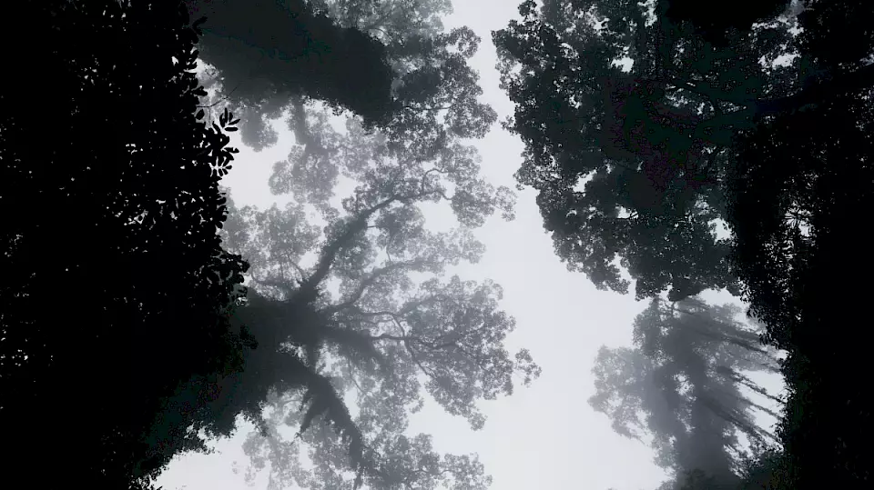 Wald auf Borneo