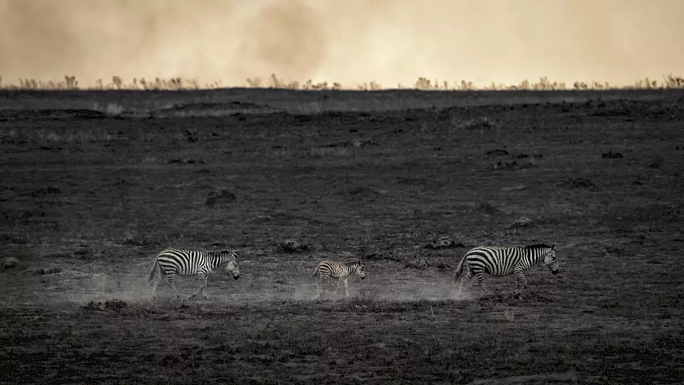 Zebras wandern über eine verbrannte Fläche