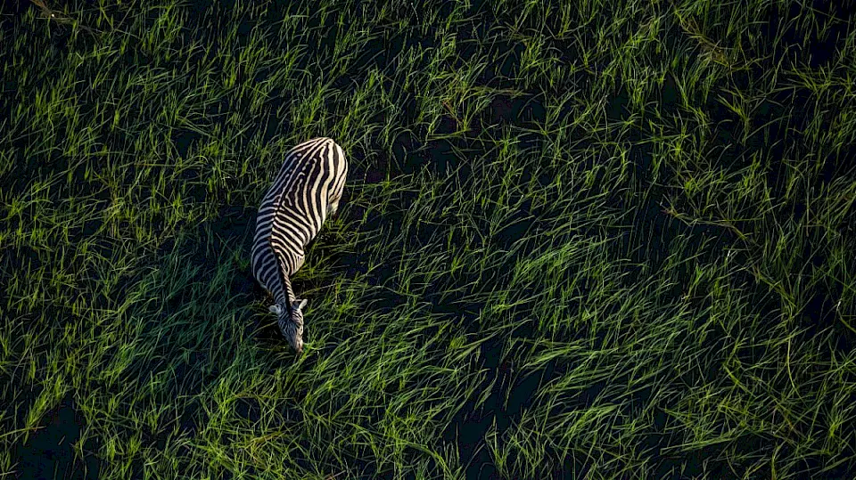 Ein Zebra von oben