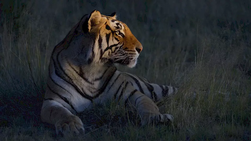 Ein Tiger im Gras