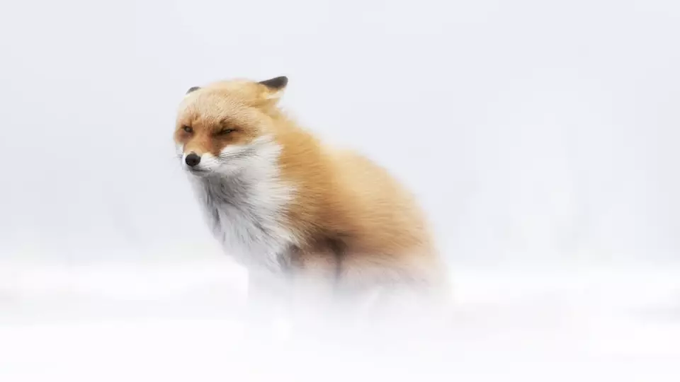 Ein Rotfuchs im Schnee