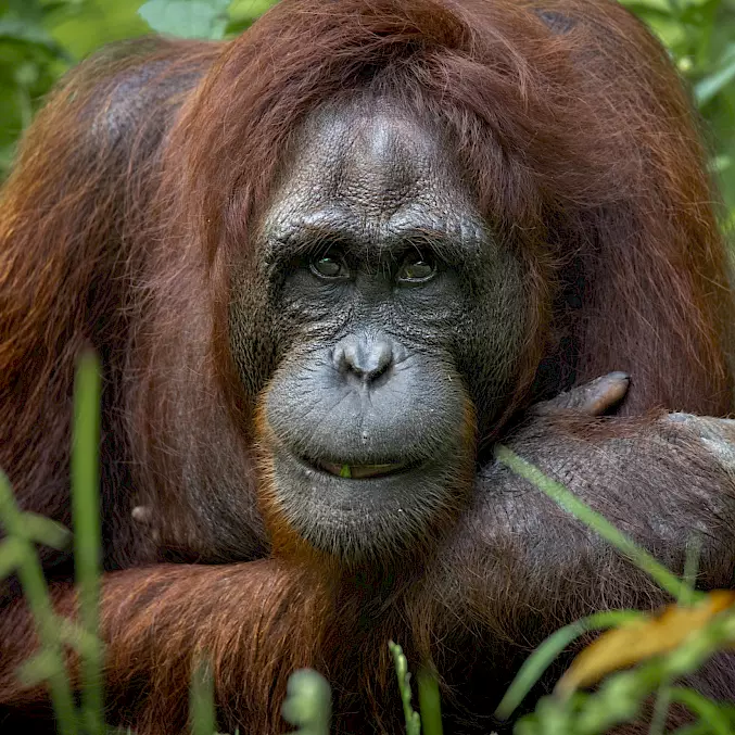 Borneo Orang-Utan © Aaron Gekoski