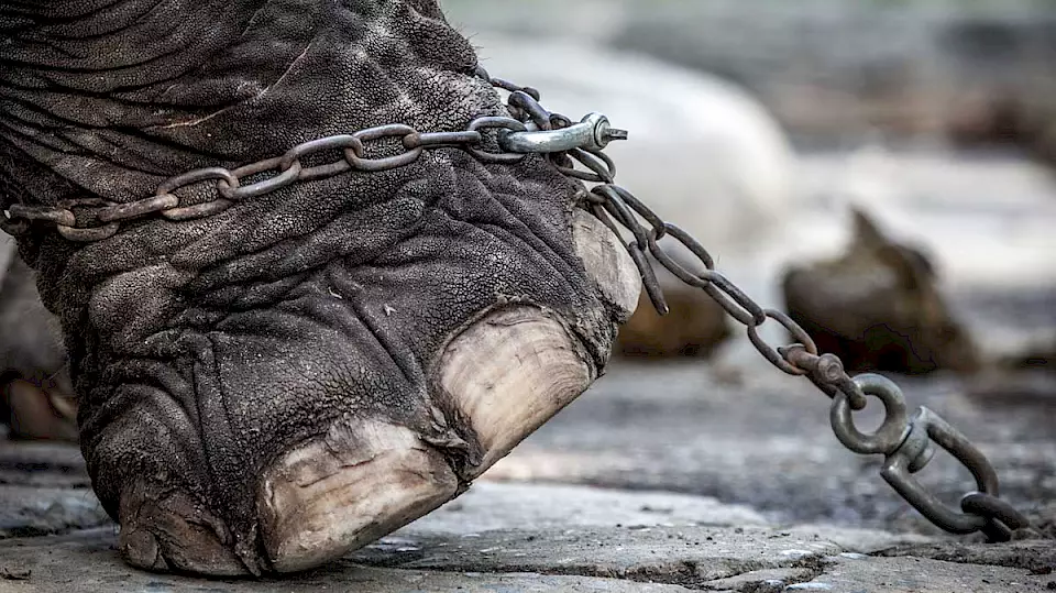 Elefantenfuss in Ketten.