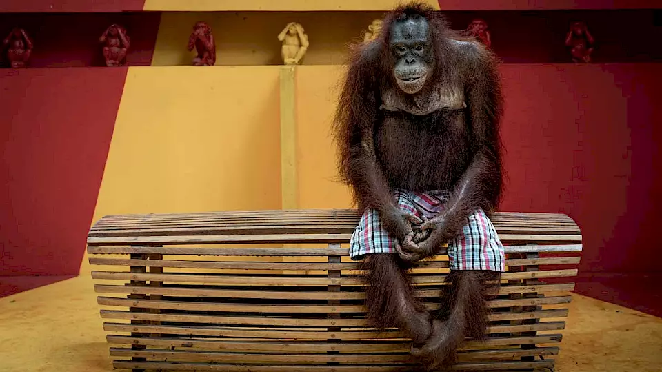 Orang-Utan auf einer Bank.