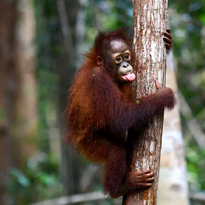 Grosses Bild: Jeni scheint mit Absicht die Zunge rauszustrecken © BOSF I BOS Schweiz