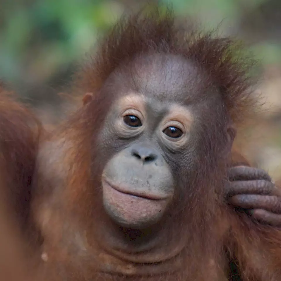 Orang-Utan Jeni.