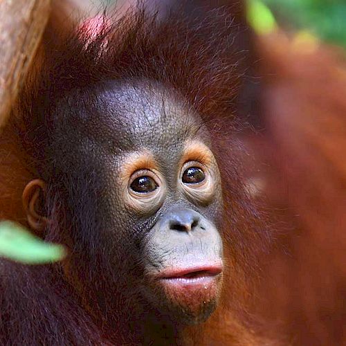 Orang-Utan Jeni schaut ganz treuherzig.
