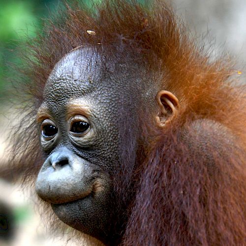 Orang-Utan Jeni prustet durch die Lippen.