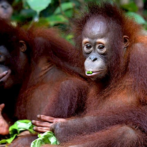 Orang-Utan Jeni knabbert.