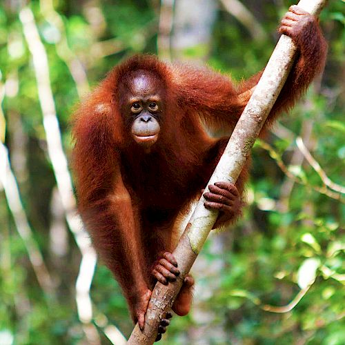 Orang-Utan Jeni ganz ernst.