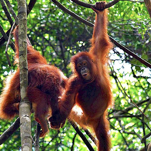 Orang-Utan Jeni und ihr Gspänli.