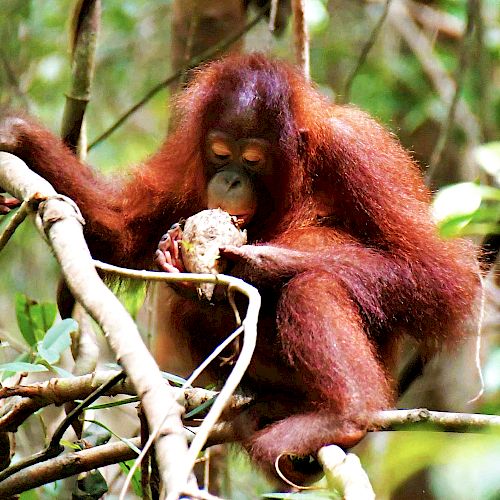 Orang-Utan Jeni isst ihre Wurzel voller Hingabe.