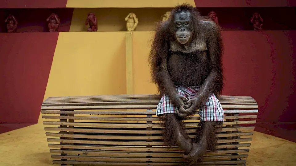 Orang-Utan sitzt auf einer Bank