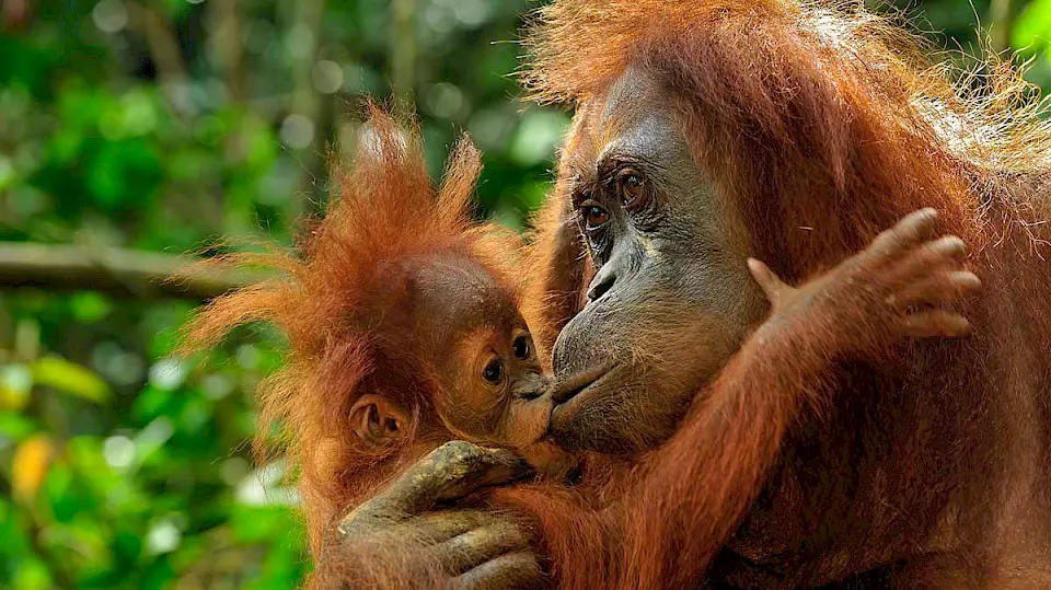 Orang-Utan Mutter mit Kind.