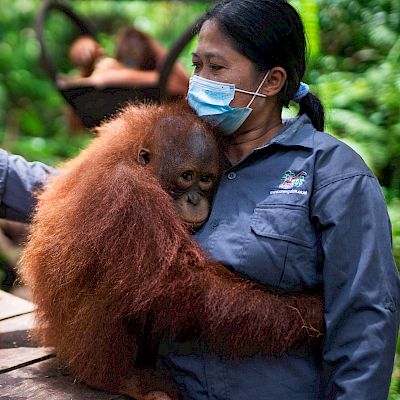 Wie sieht guter Orang-Utan-Tourismus aus?