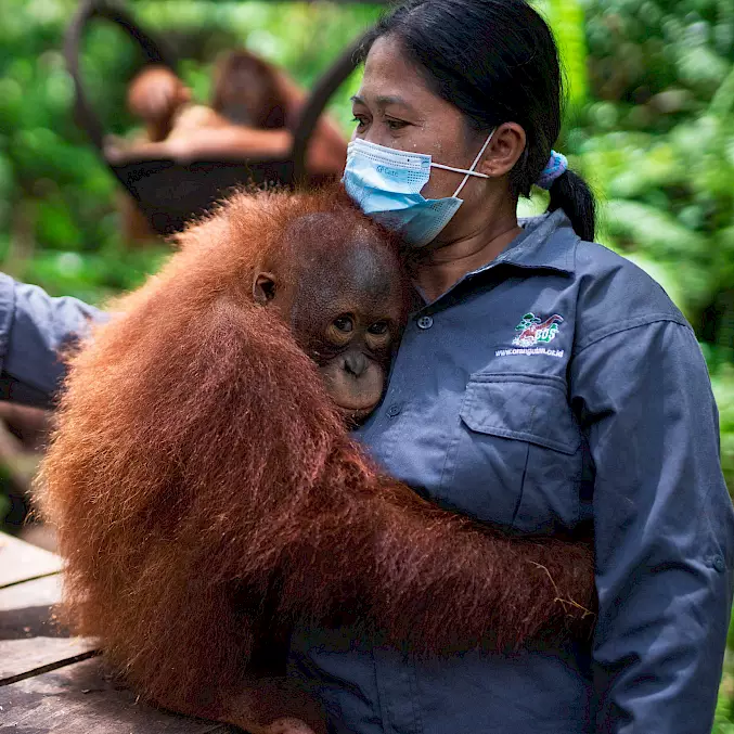 Grosses Bild: Bei BOS ist es ausschliesslich ausgesuchten Mitarbeitenden gestattet so nah an die Orang-Utans heranzukommen. © Björn Vaughn I BOSF | BOS Schweiz