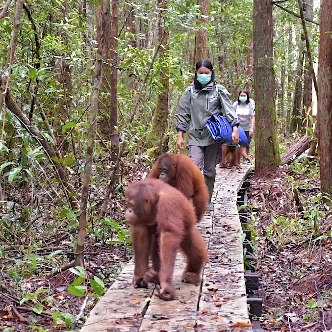 Grosses Bild: So sieht der neue Schulweg der kleinen Orang-Utans aus. © BOS Foundation