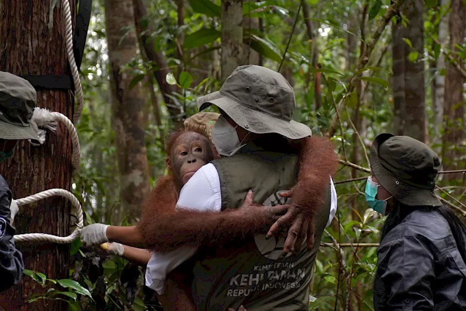 Orang-Utan wird in den Wald getragen