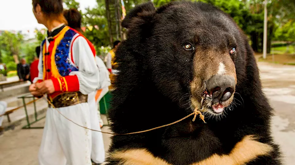Malaienbär mit Ring in der Nase.