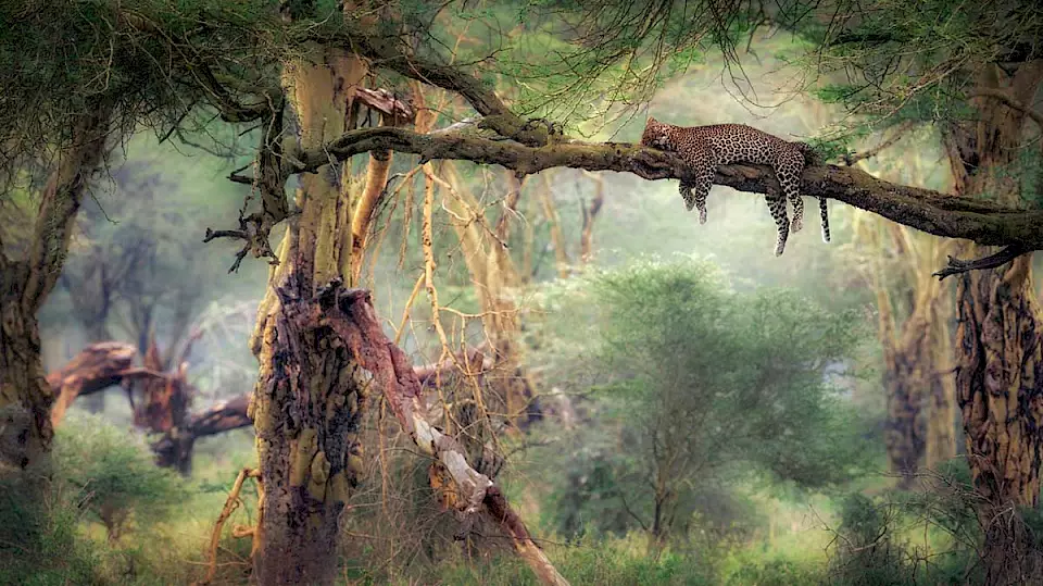 Ein Leopard ruht sich auf einem Ast aus.