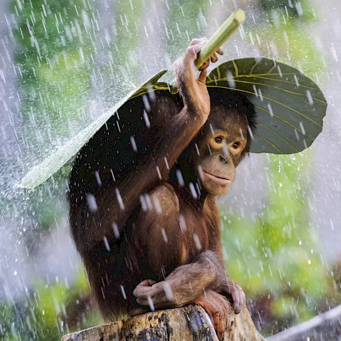 Grosses Bild: Ein junger Orang-Utan schützt sich mit einem Taro-Blatt vor dem Regen. Naturschutzpark, Bali, Indonesien (2014) © Andrew Suryono