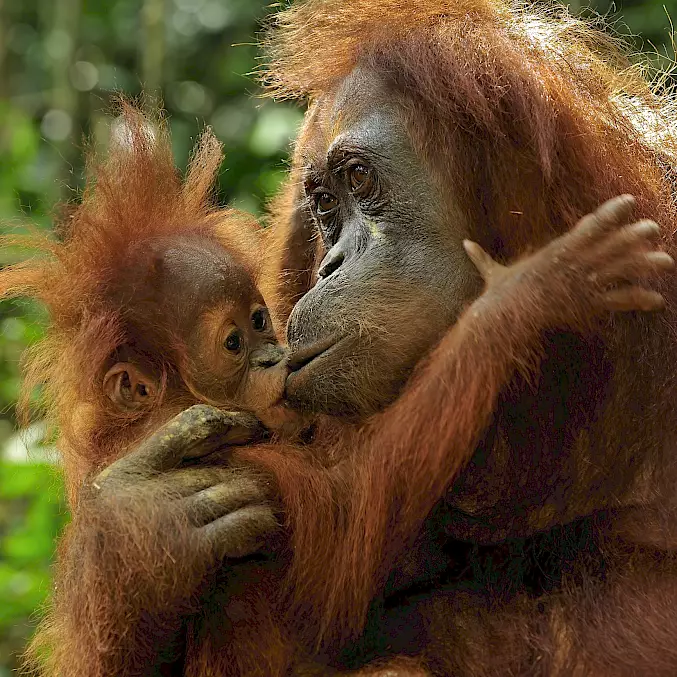 Grosses Bild: Eine Orang-Utan-Mutter und ihr Kind. © Thomas Marent