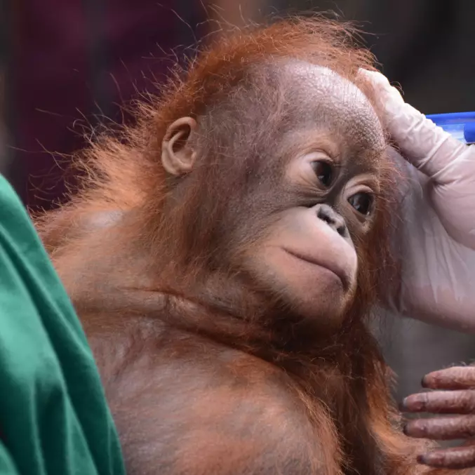 Hauptbild: Orang-Utan Iqo bei ihrer Ankunft in der BOS-Rettungsstation. © BOSF | BOS Schweiz