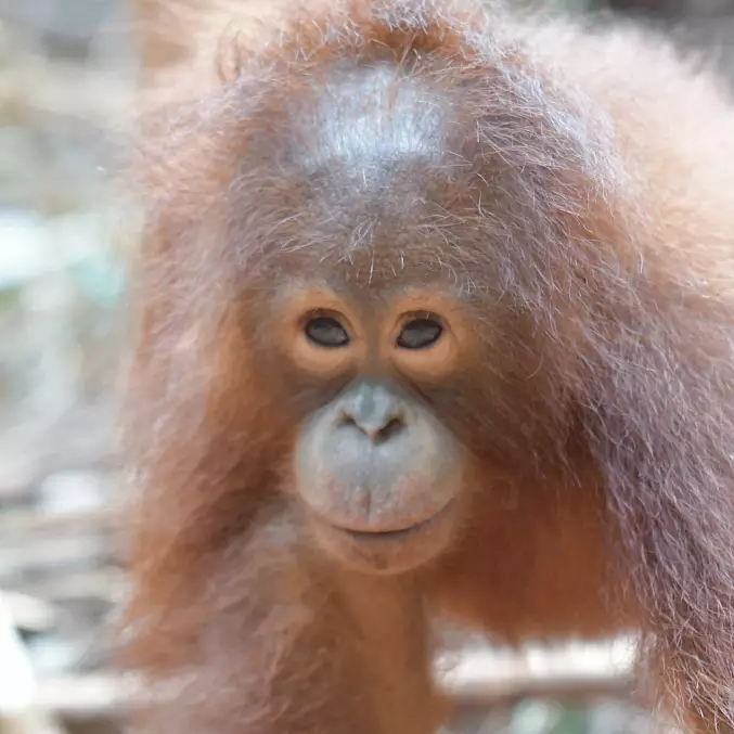 Hauptbild: Orang-Utan Iqo beobachtet ihre Ersatz-Mutter genau. © BOSF | BOS Schweiz
