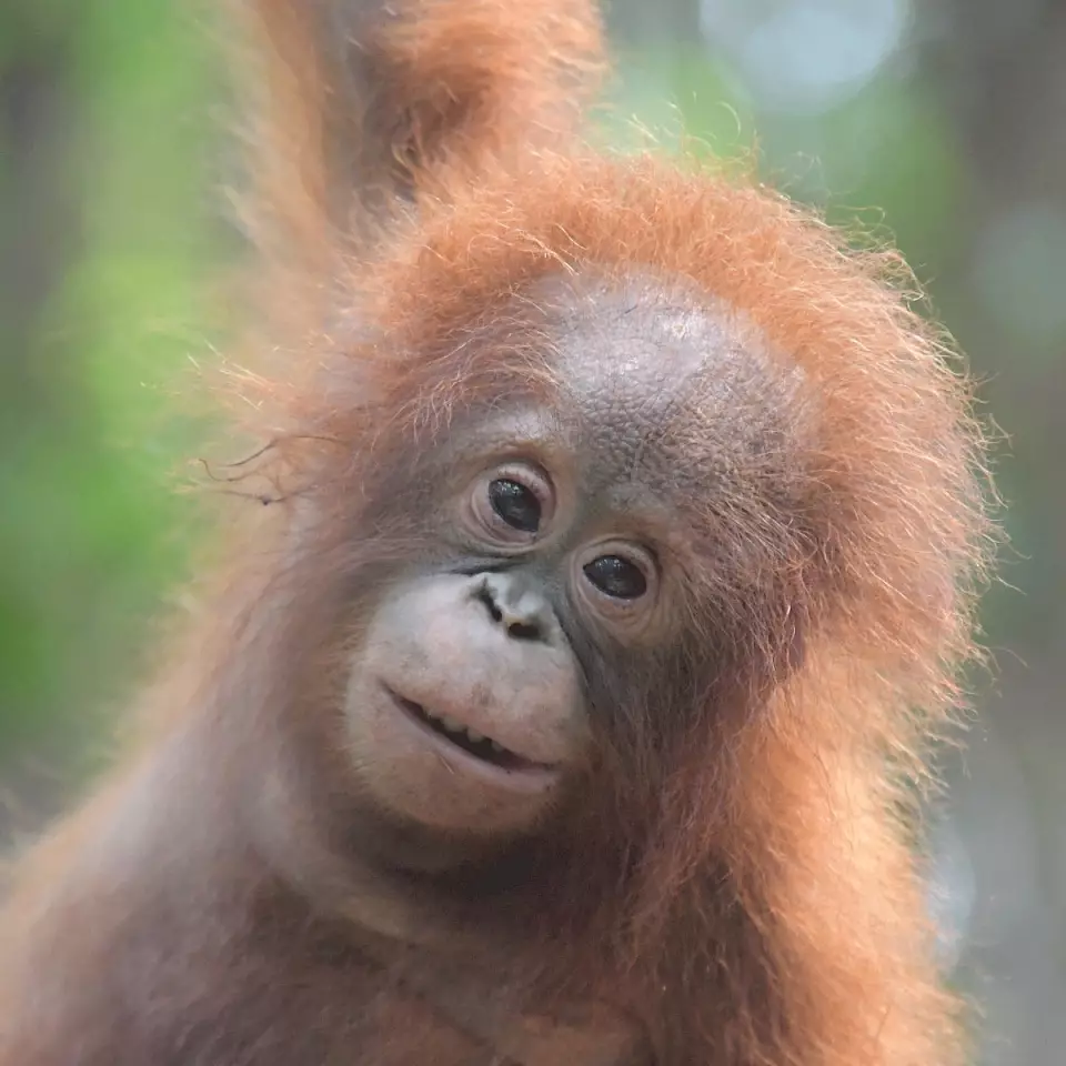 Oran-Utan Iqo