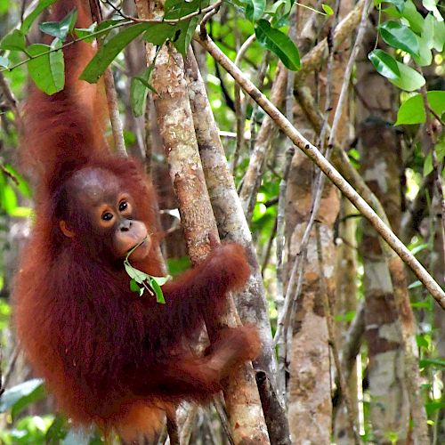 Orang-Utan Baby Iqo klettern mutig auf einen Baum. © BOSF