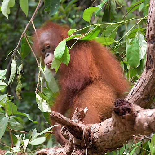 Wer lugt denn da hinter dem Blatt hervor? Orang-Utan Baby Iqo. © BOSF