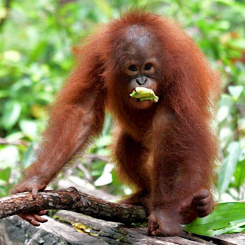 Mhh lecker Bananen. Iqo gönnt sich einen fruchtigen Snack. © BOSF
