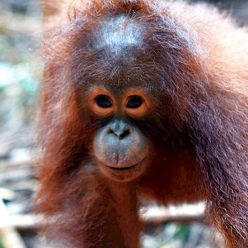 Orang-Utan Baby Iqo beobachtet ihre Ersatz-Mutter genau.